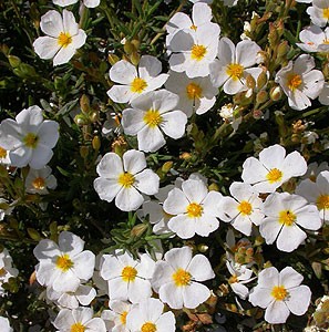 Narrow-leaved Cistus  - Cistus monspeliensis © John Muddeman